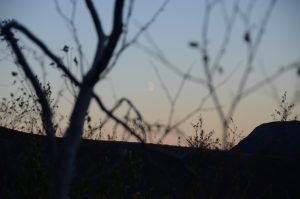DSC_4705
